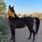 فرس فاخره كوميت وهاديه تم البيع