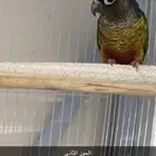 كنيور يلو سايد رد فاكتور 2