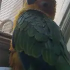 فرخ صن كنيور