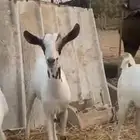 جفار بيشيات صنف(تم البيع)