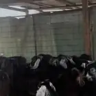 تيوس عوارض