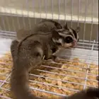 دكر سنجاب طاير