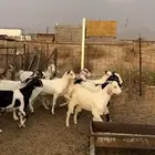 تيوس وجفار