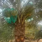 بيع رطب وتمر ثمار النخيل