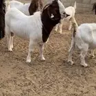 فحل بورقت صافي فاخر من الاخر شق 3 وكثر انتاجه 3 ماشاءالله