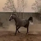 حصان حار كفو للبيع