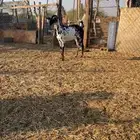 عنز بيشه مرخا دافع