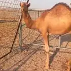 (2) قعدان حمر على الشرط نظف وسمن وعلف