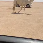 للبيع البكره الرمانيه