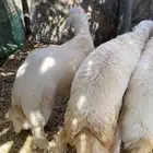 خرفان حريه