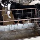 مشروع فحل عارضي