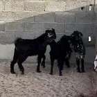 تيوس