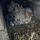 دجاج براهمه