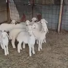 طليان حريات