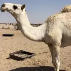 قعود مفرود فل شحم