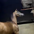 حصان عربي واهو للبيع