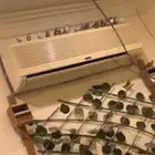 ماشاءالله أجواز زيبرا منتجه