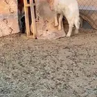 مشروع فحل اصفر