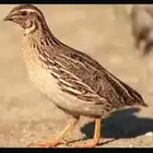 سمان مهاجر