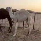 قعودين طيبه
