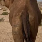 لقح سواحل