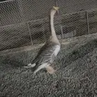 وز عراقي اصلي البيع