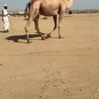 للبيع ناقه لقحه