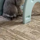 قط مفقود بحي طيبه