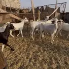 ماعز بيشي والبهم مهجن محايلي صغار السن مراح واحد