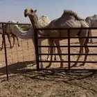 قعود دبياني