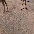 هجن