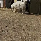 عيسيه مضرع