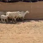 للبيع حريات مواليد