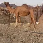 بكره حمراء لقحه الحد 6500
