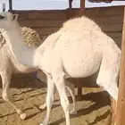 للبيع قعودين وضح فل شحم 10 شهور