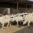 ضان سواكني مراح واحد دمازين