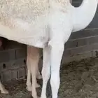 قعدان فاخره شحم