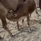 ثنتين حسيل اناثي سمان رقم جوال