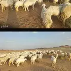 للبيع ضان حرش مراح واحد العدد200 مولده منها 60 تحتها 60