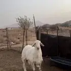 طلي حري مشروع فحل