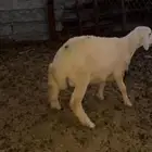 طلي سمين (( تم البيع ))