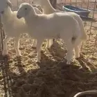 طليان حريه مراح واحد بريه طيبه