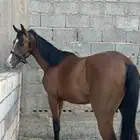 حصان شعبي