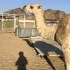 بكره جذعه شماليه مقنوي