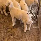 ارخال للبيع - تم البيع