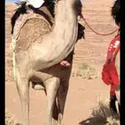 قعود للبيع