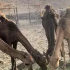 حشو