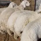 طليان حبص جبره فل الفل شحم وشي نظيف بذن الله