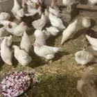 لوهمان