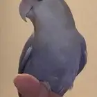 طير روز مفقود